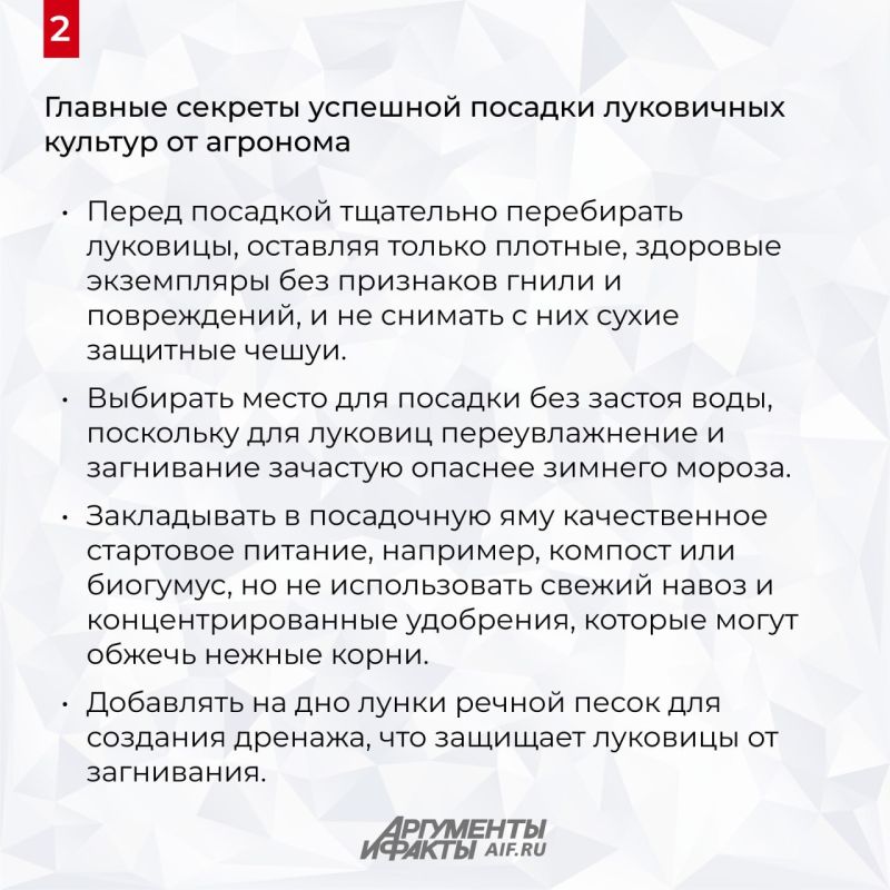 Для чего тюльпаны, нарциссы, крокусы и мускари должны перезимовать в земле Для чего тюльпаны, нарциссы, крокусы и мускари должны перезимовать в земле