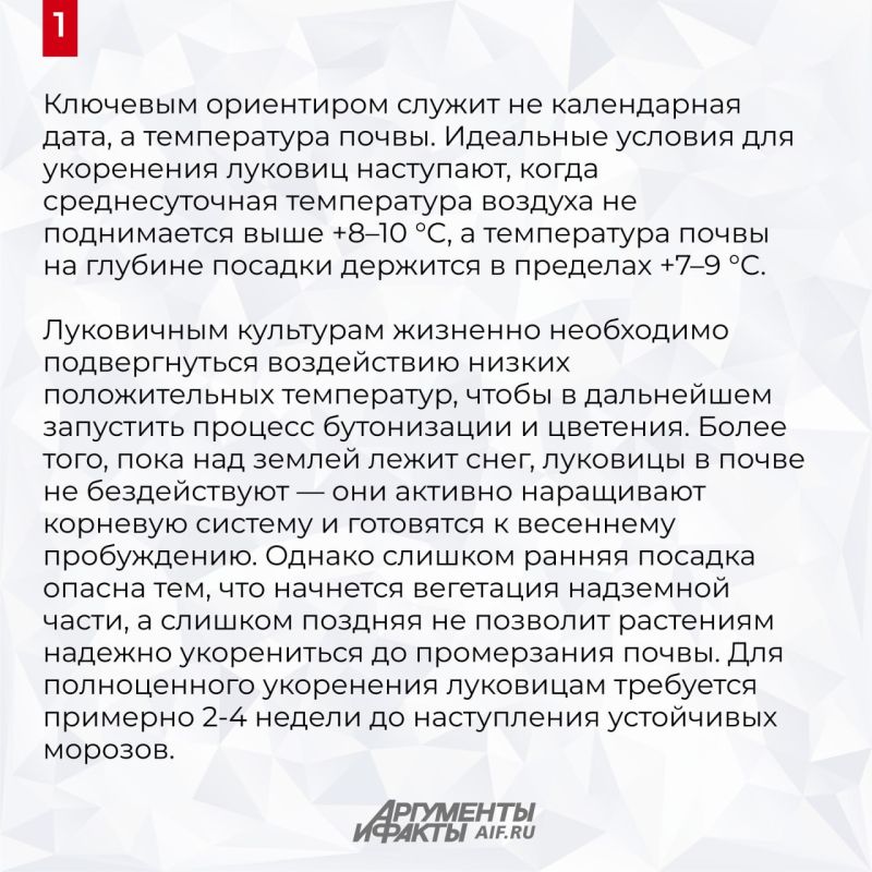 Для чего тюльпаны, нарциссы, крокусы и мускари должны перезимовать в земле Для чего тюльпаны, нарциссы, крокусы и мускари должны перезимовать в земле