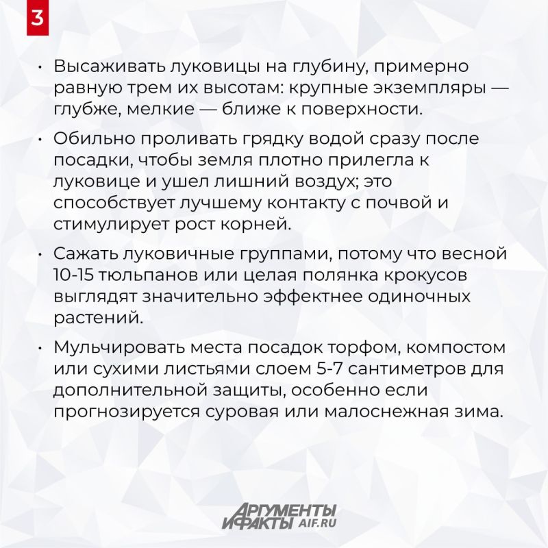 Для чего тюльпаны, нарциссы, крокусы и мускари должны перезимовать в земле Для чего тюльпаны, нарциссы, крокусы и мускари должны перезимовать в земле
